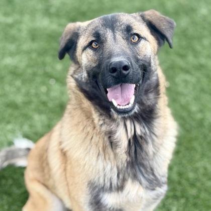 Barlen, adoptable, Young Male Anatolian Shepherd.