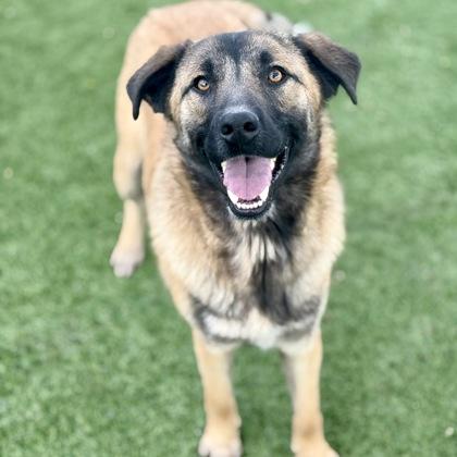Enlarge Barlen, an adoptable mixed breed in Red Bluff, CA image 3/5