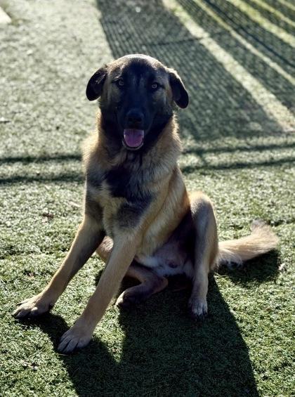 Enlarge Barlen, an adoptable mixed breed in Red Bluff, CA image 3/3