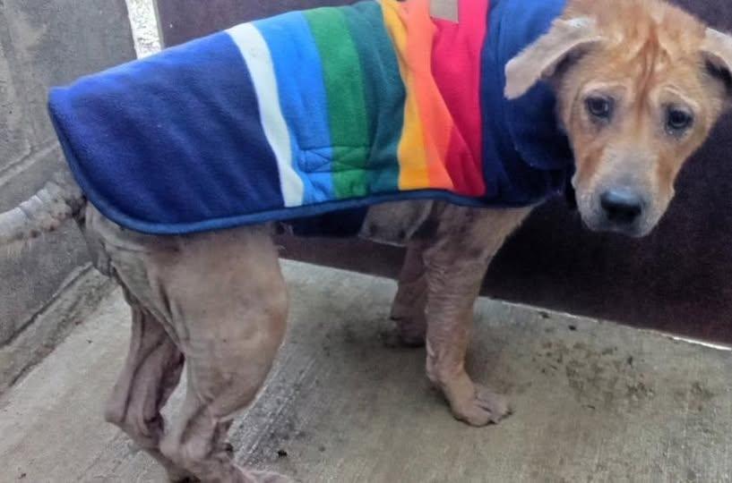 Enlarge Amber, a Adopted mixed breed in Tillamook, OR image 1/2