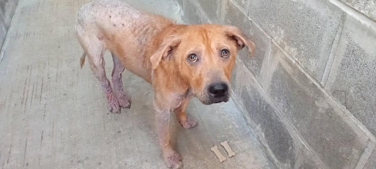 Enlarge Amber, a Adopted mixed breed in Tillamook, OR image 2/2
