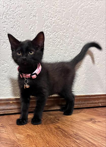 Little Priss, an adopted Domestic Short Hair in Edmond, OK image 2/2