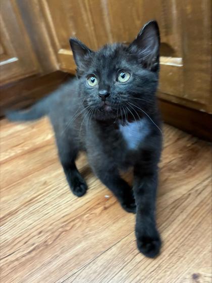 Little Priss, adopted, Young Female Domestic Short Hair.