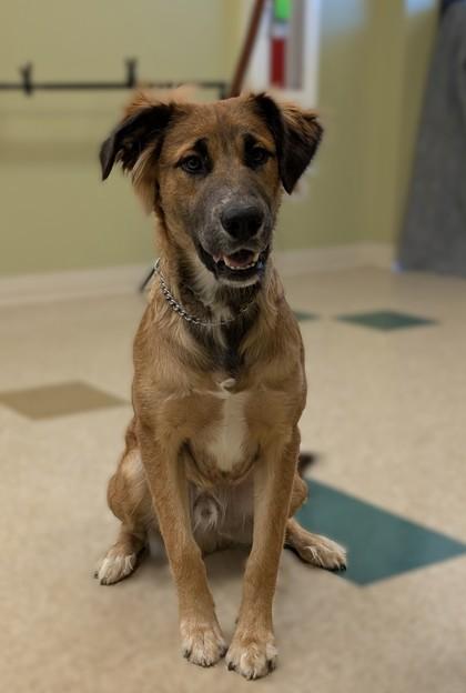 Enlarge Quincey, a Adoptable mixed breed in Hastings, NE image 2/3
