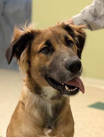 Enlarge Quincey, a Adoptable mixed breed in Hastings, NE image 1/3