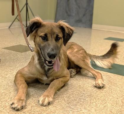 Enlarge Quincey, a Adoptable mixed breed in Hastings, NE image 3/3