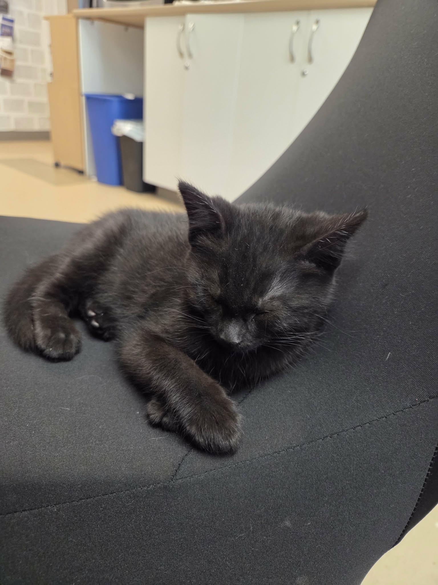 Enlarge Xani - 10840, a ADOPTABLE Domestic Short Hair in Sainte-Angele-de-Monnoir, QC image 1/1