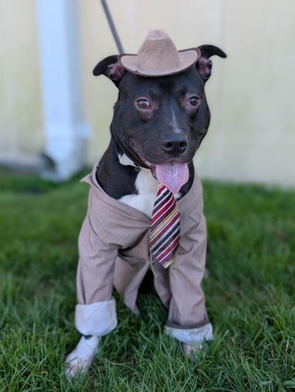 Gadget, Adoptable, Adult Male Pit Bull Terrier & Mixed Breed.