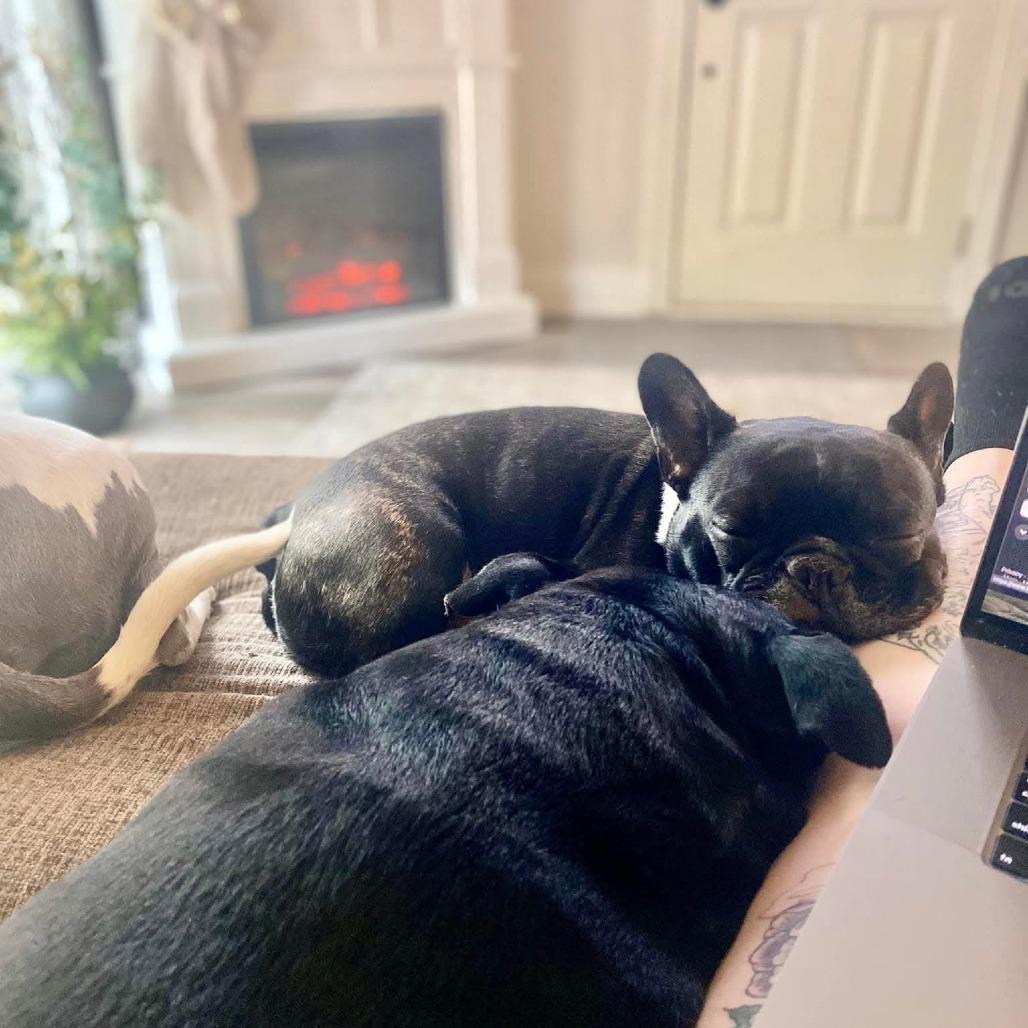 Enlarge Igor *Bonded w/ Rosa*, a Adoptable French Bulldog in Zuni, VA image 1/6