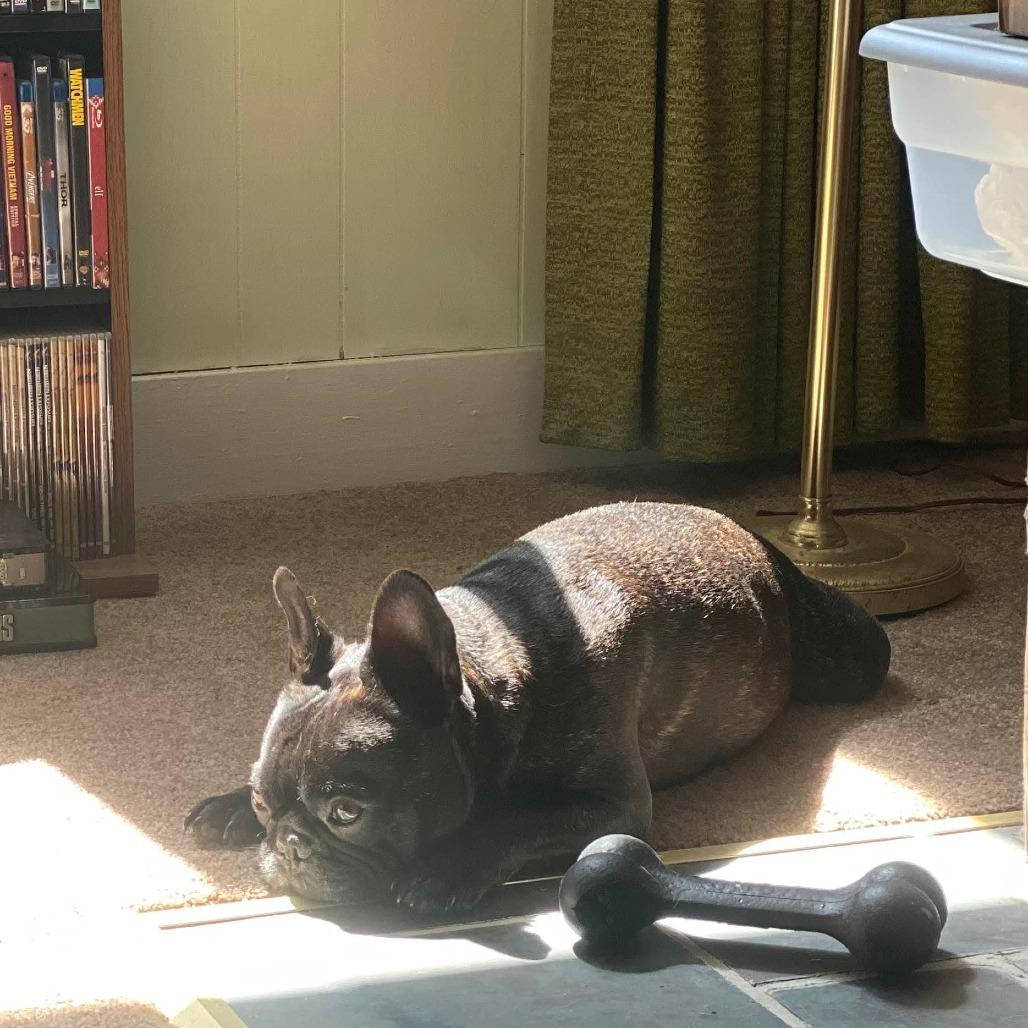 Enlarge Igor *Bonded w/ Rosa*, a Adoptable French Bulldog in Zuni, VA image 2/6