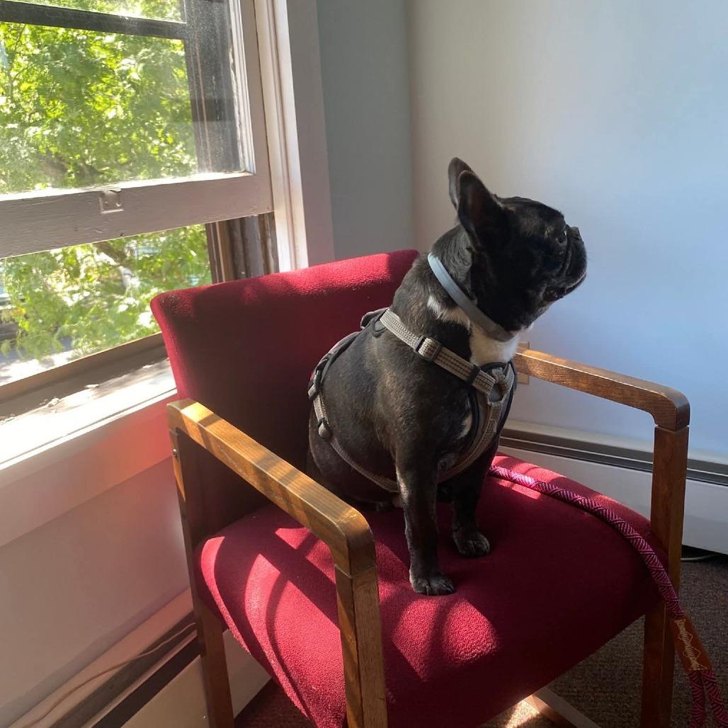 Enlarge Igor *Bonded w/ Rosa*, a Adoptable French Bulldog in Zuni, VA image 3/6