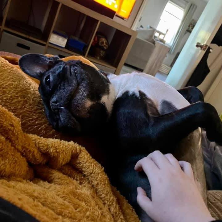 Enlarge Igor *Bonded w/ Rosa*, a Adoptable French Bulldog in Zuni, VA image 5/6