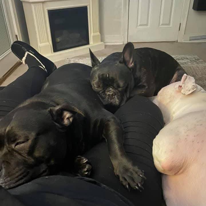 Enlarge Igor *Bonded w/ Rosa*, a Adoptable French Bulldog in Zuni, VA image 6/6