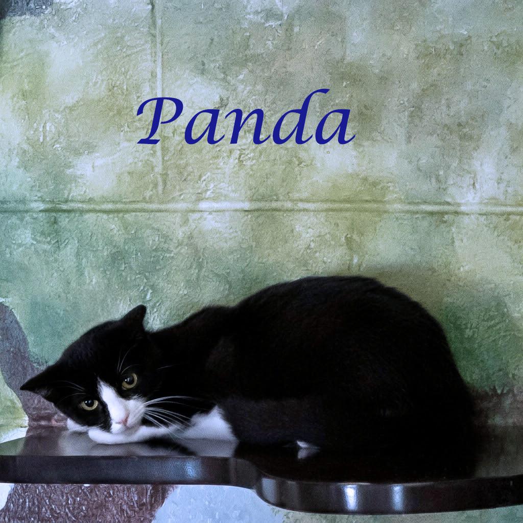 Panda C26-174, Adoptable, Adult Male Domestic Short Hair.