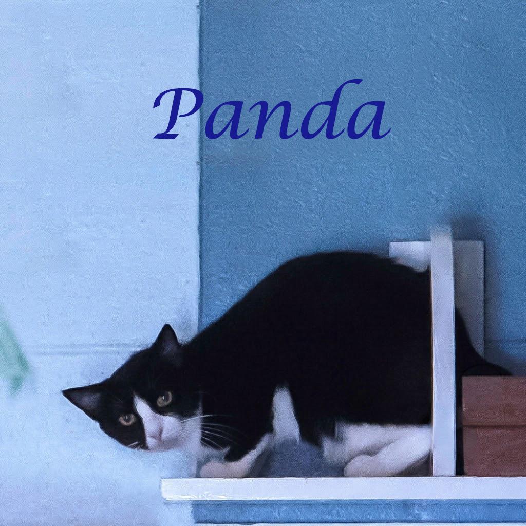 Enlarge Panda C26-174, a Adoptable Domestic Short Hair in Lebanon, TN image 2/2