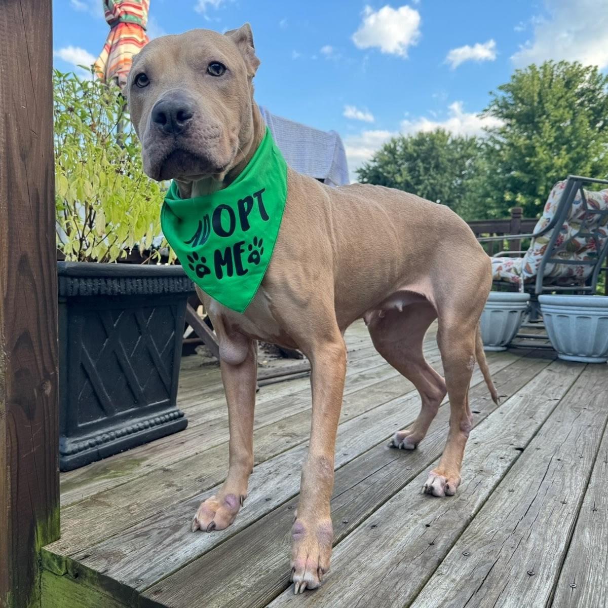 Enlarge Juniper, a Adoptable mixed breed in Normal, IL image 6/6