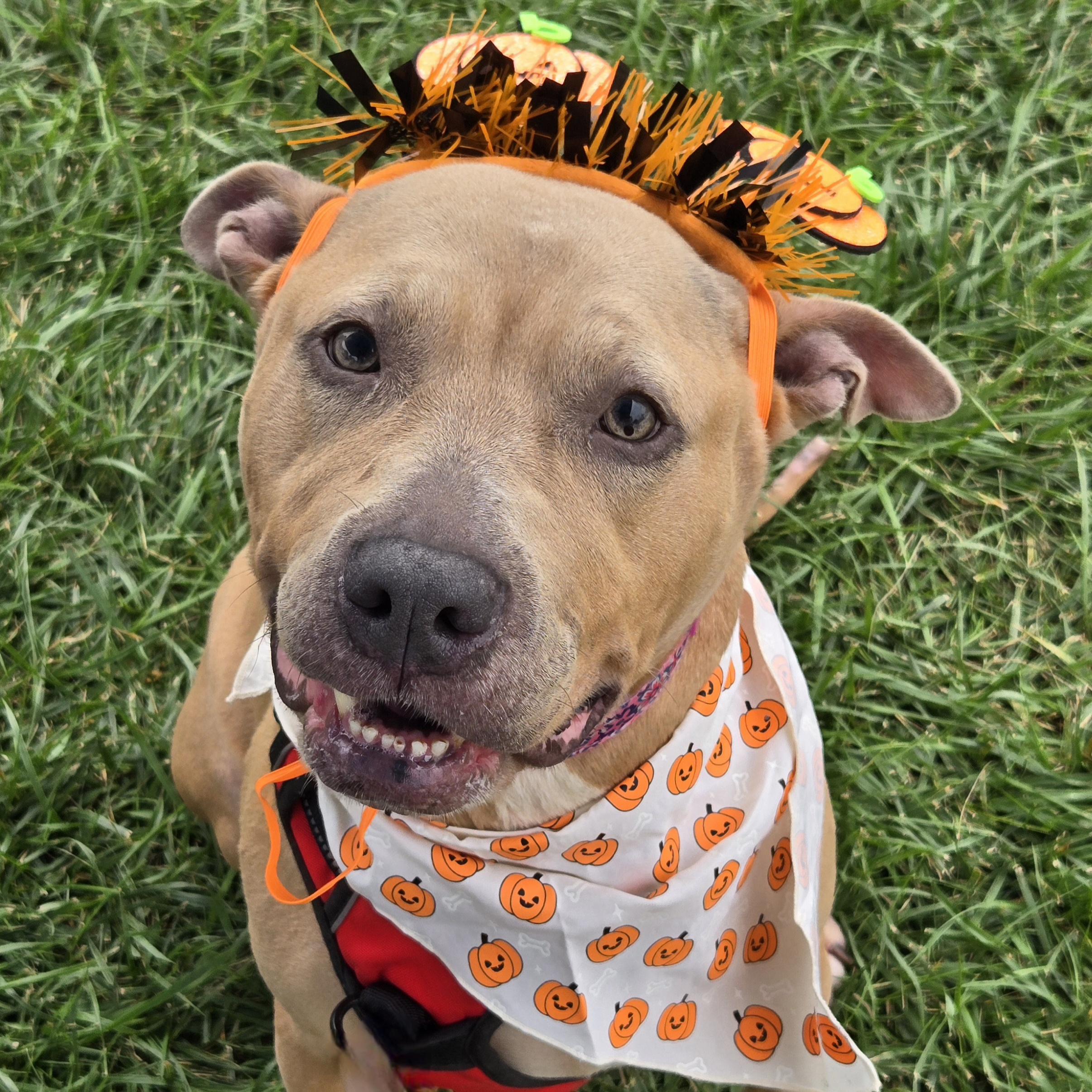Enlarge Juniper, a Adoptable mixed breed in Normal, IL image 1/6