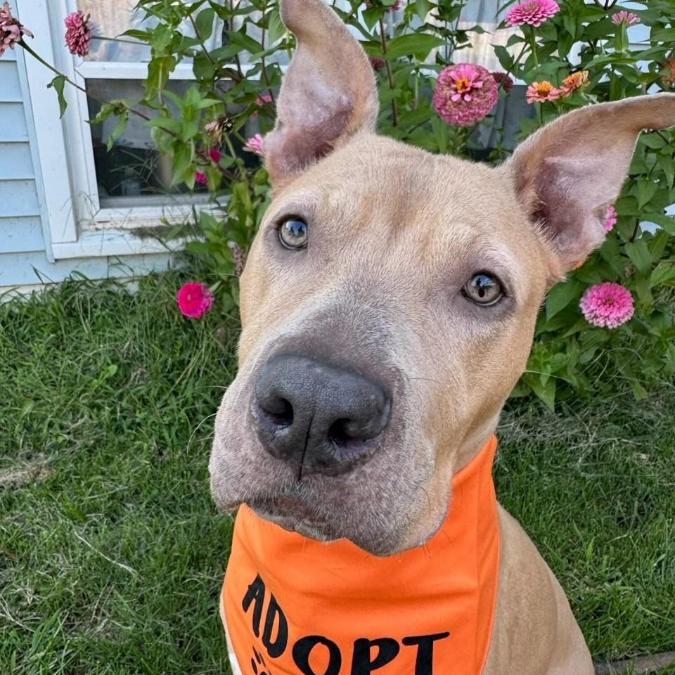 Enlarge Juniper, a Adoptable mixed breed in Normal, IL image 2/6