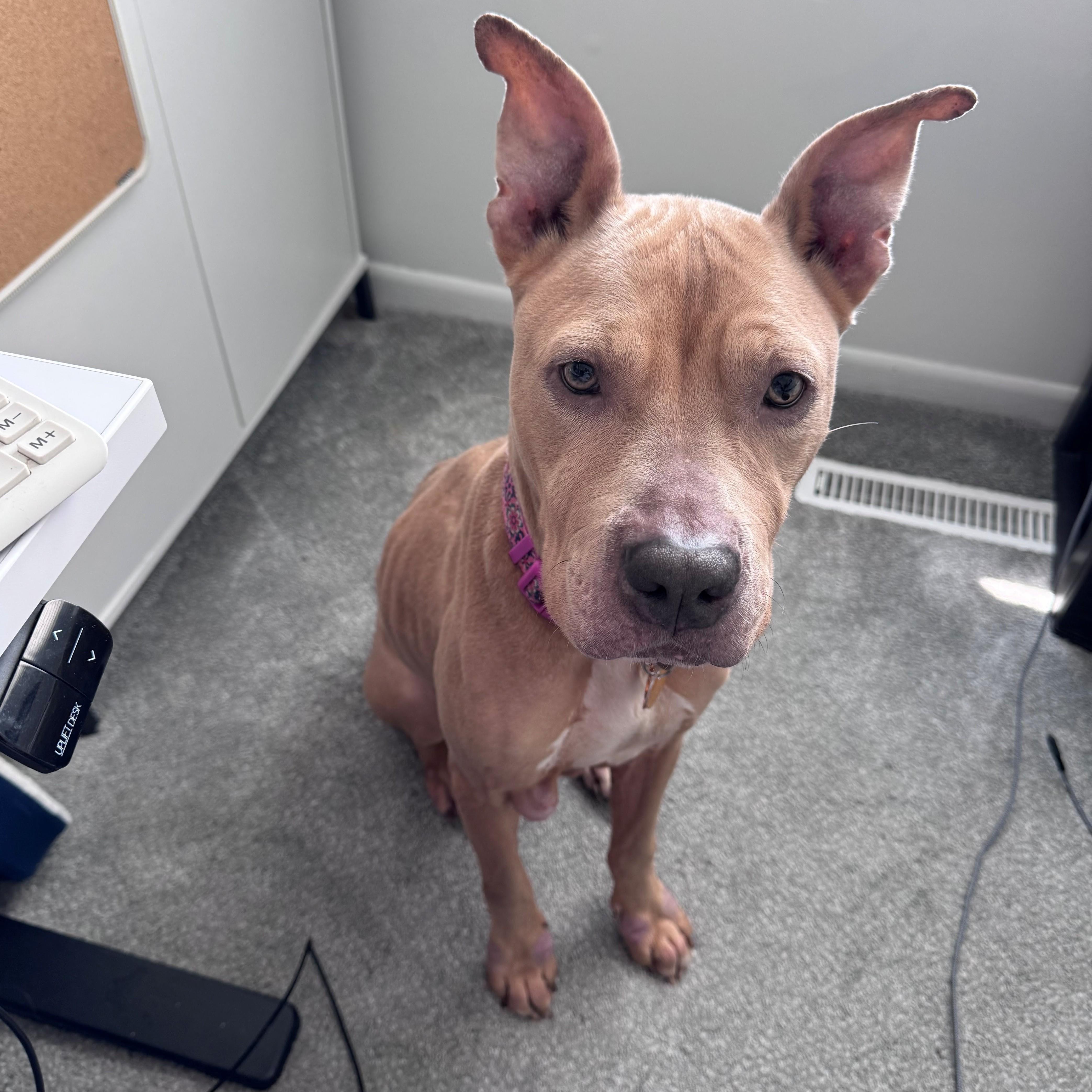 Enlarge Juniper, a Adoptable mixed breed in Normal, IL image 3/6