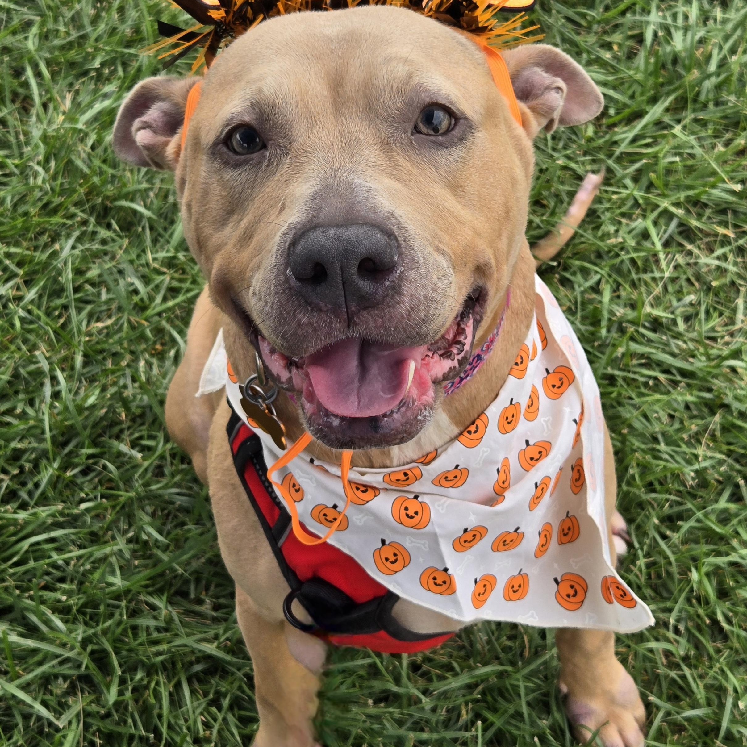 Enlarge Juniper, a Adoptable mixed breed in Normal, IL image 4/6