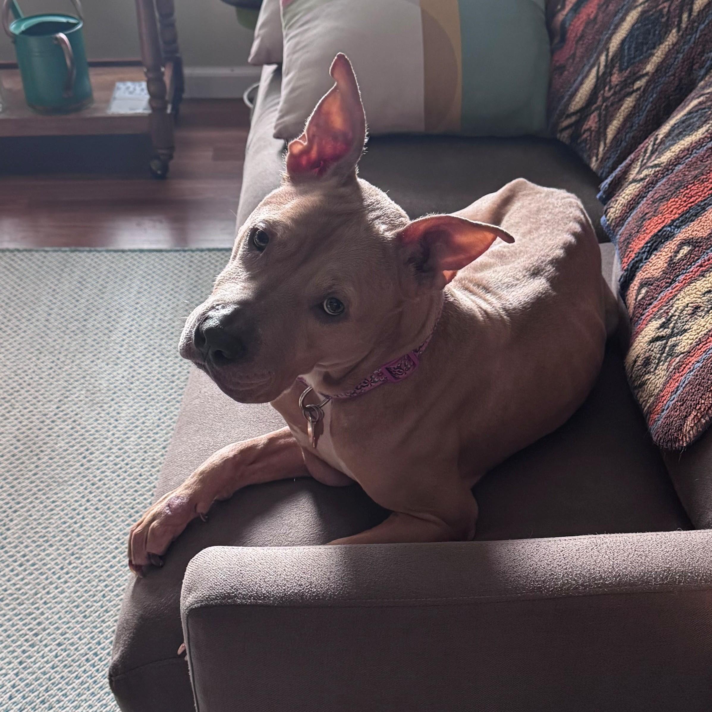 Enlarge Juniper, a Adoptable mixed breed in Normal, IL image 5/6