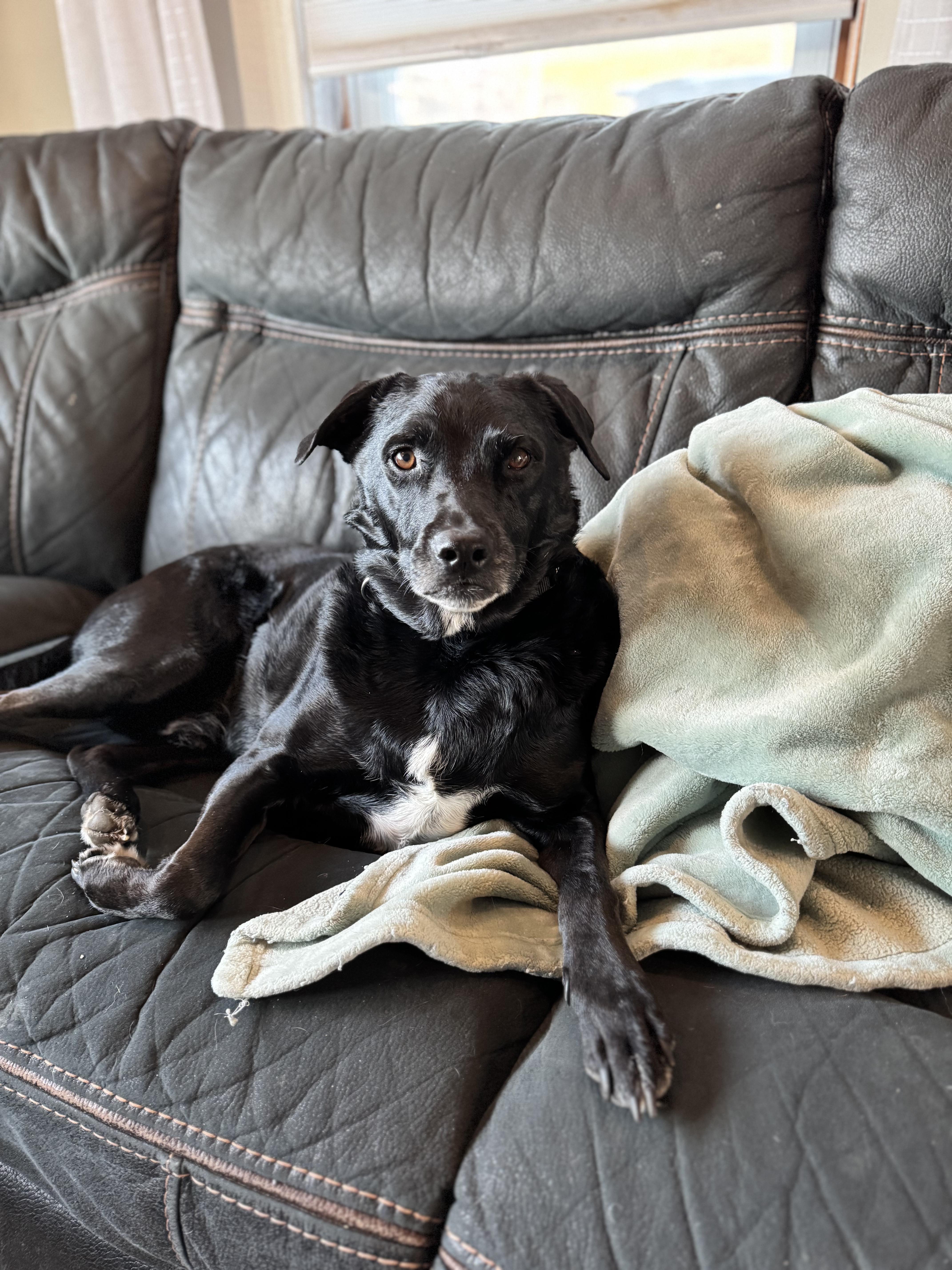 Enlarge Aengus Francis , a ADOPTABLE Mixed Breed in Chelmsford, MA image 4/6