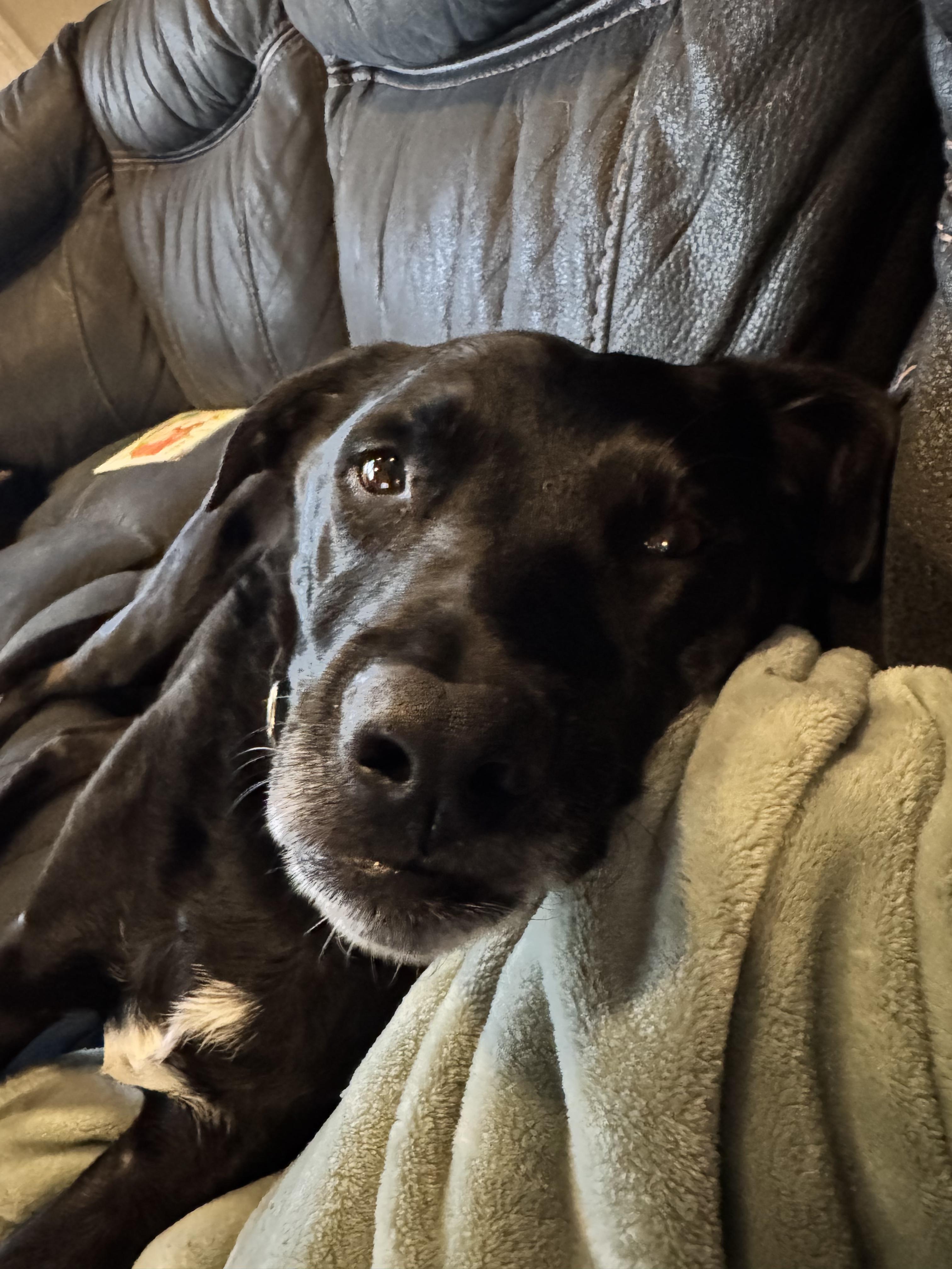 Enlarge Aengus Francis , a ADOPTABLE Mixed Breed in Chelmsford, MA image 5/6