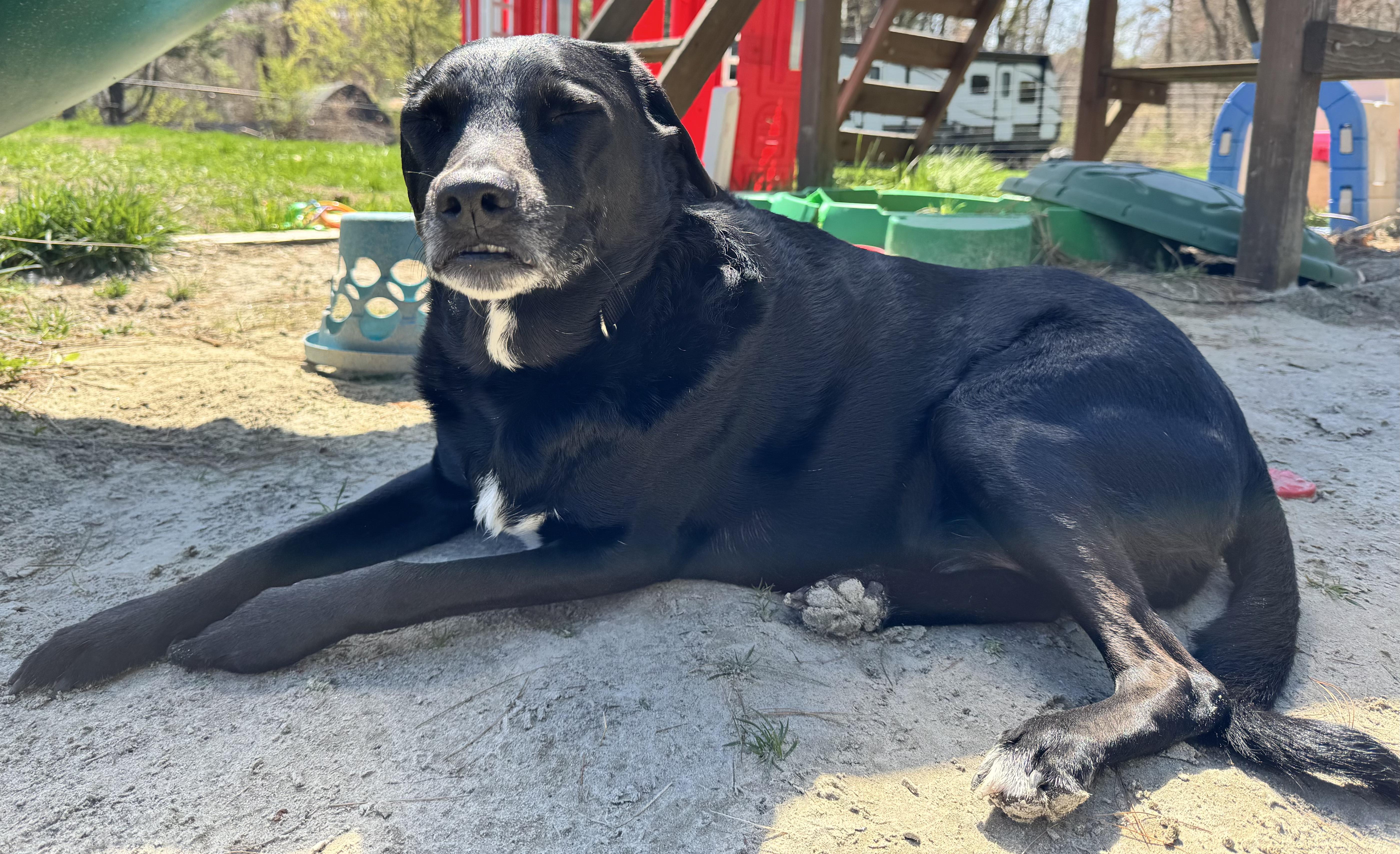 Enlarge Aengus Francis , a ADOPTABLE Mixed Breed in Chelmsford, MA image 3/6