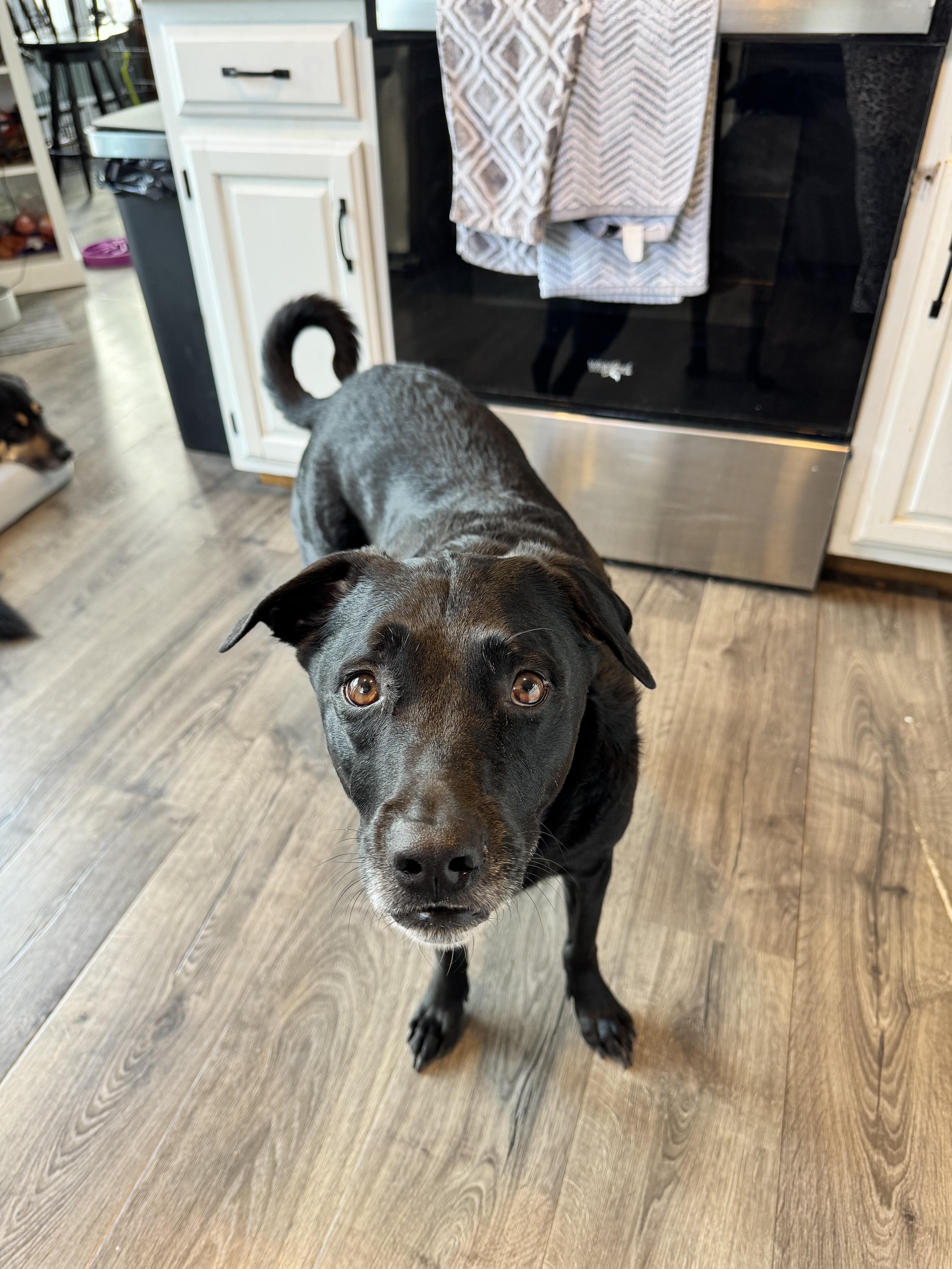 Enlarge Aengus Francis , a ADOPTABLE Mixed Breed in Chelmsford, MA image 6/6