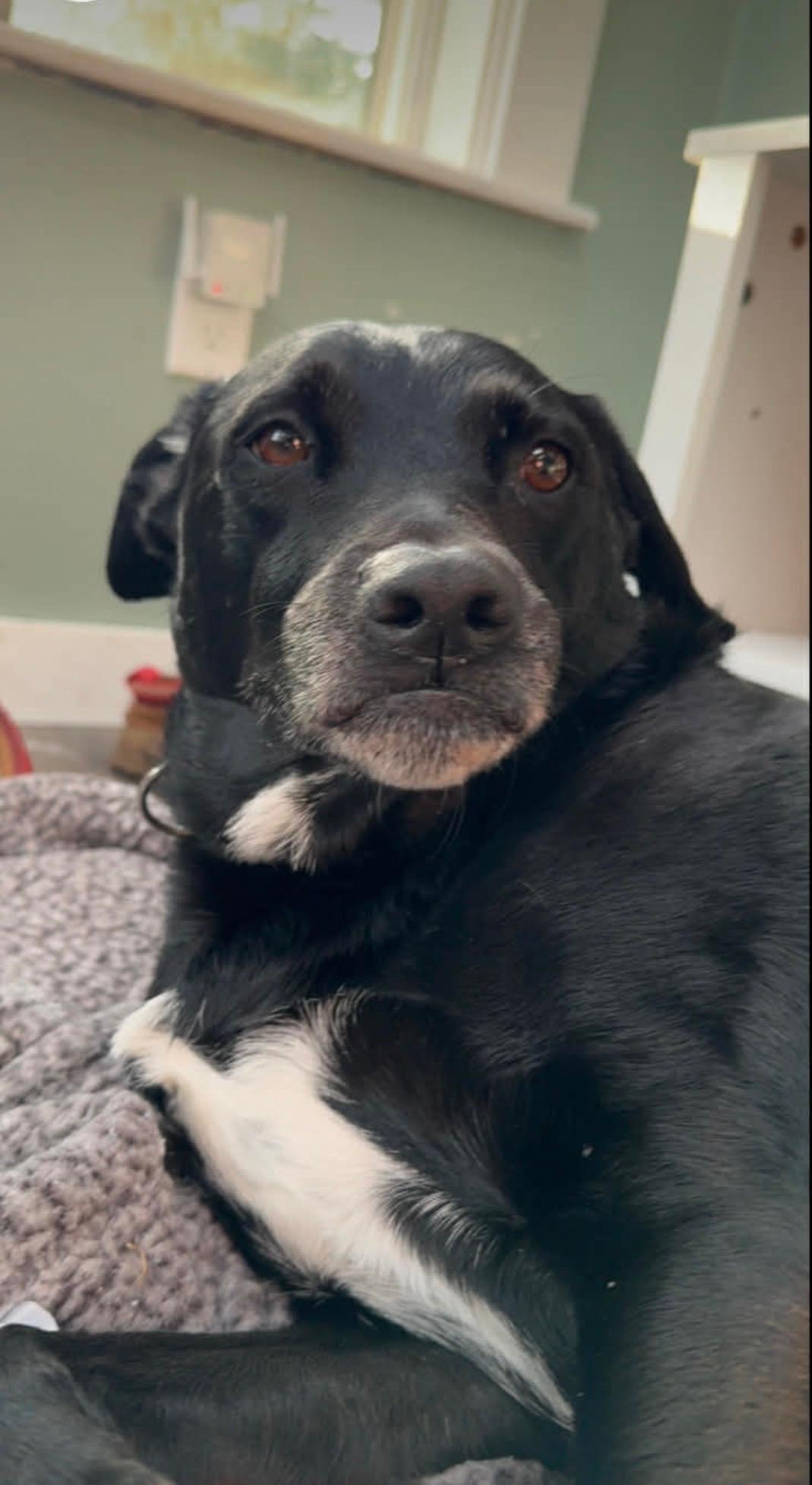 Aengus Francis , ADOPTABLE, Adult Male Mixed Breed.