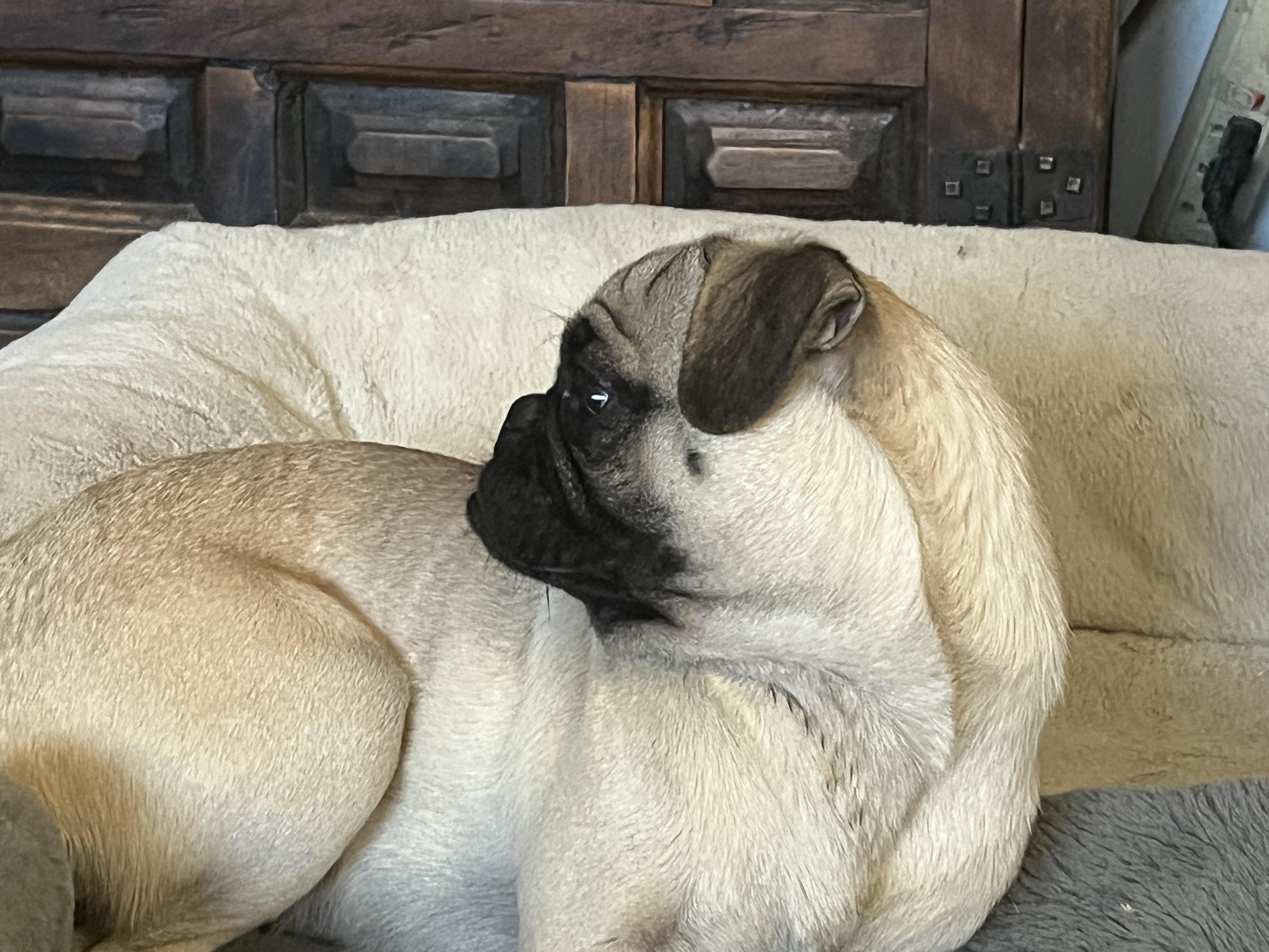 Bob, an adopted Pug in Longmont, CO image 1/3