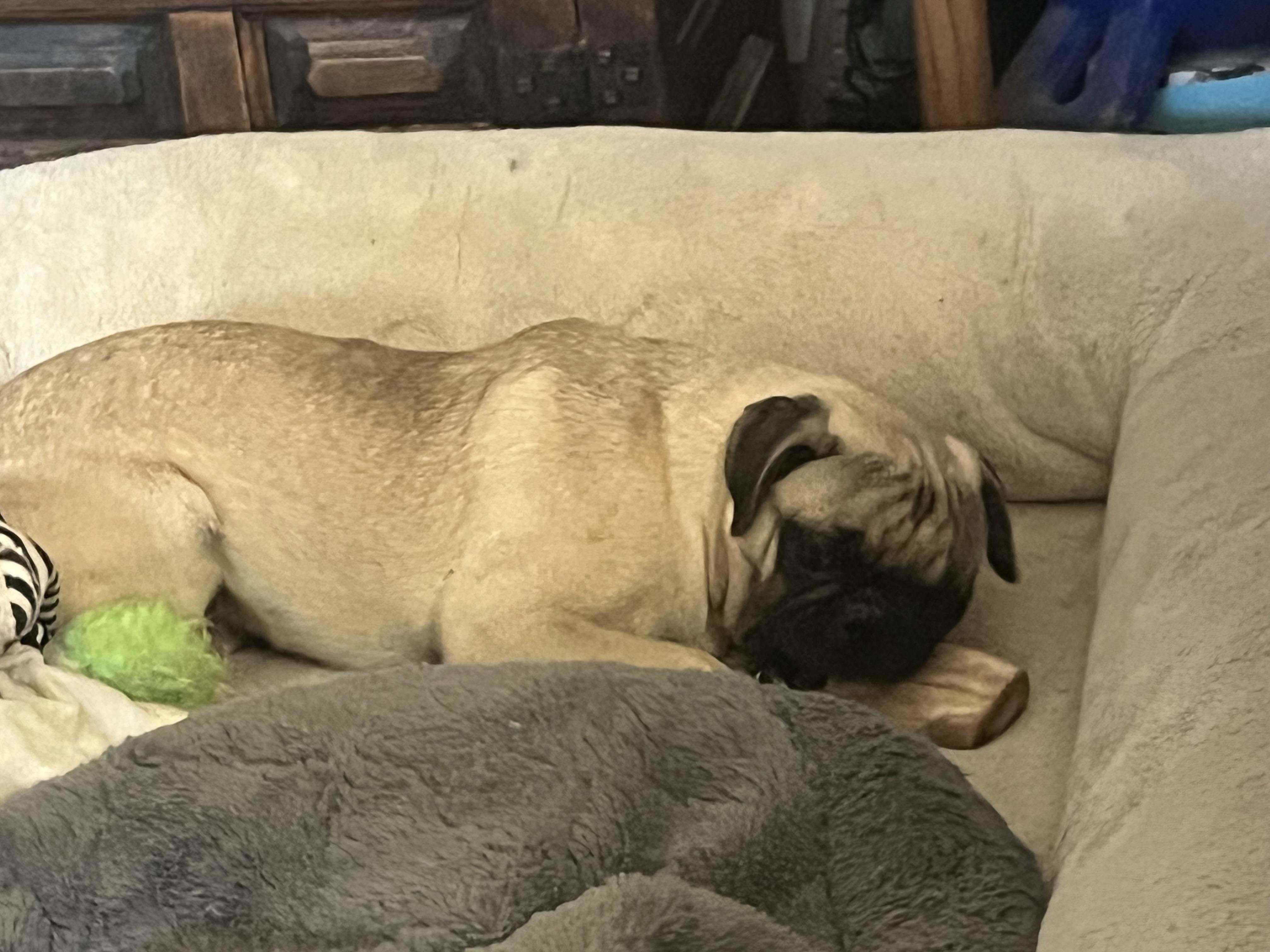 Bob, an adopted Pug in Longmont, CO image 2/3