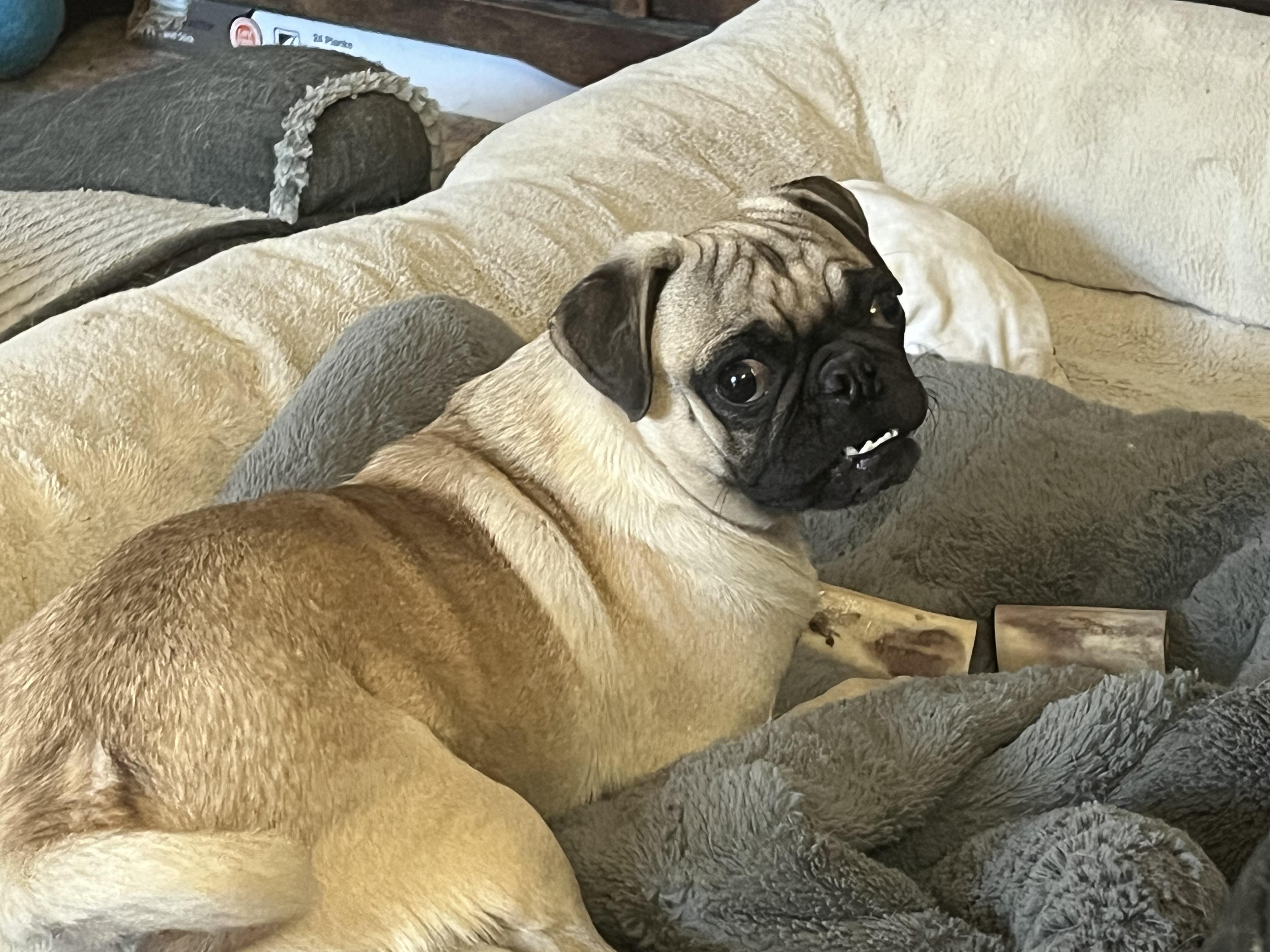 Bob, an adopted Pug in Longmont, CO image 3/3