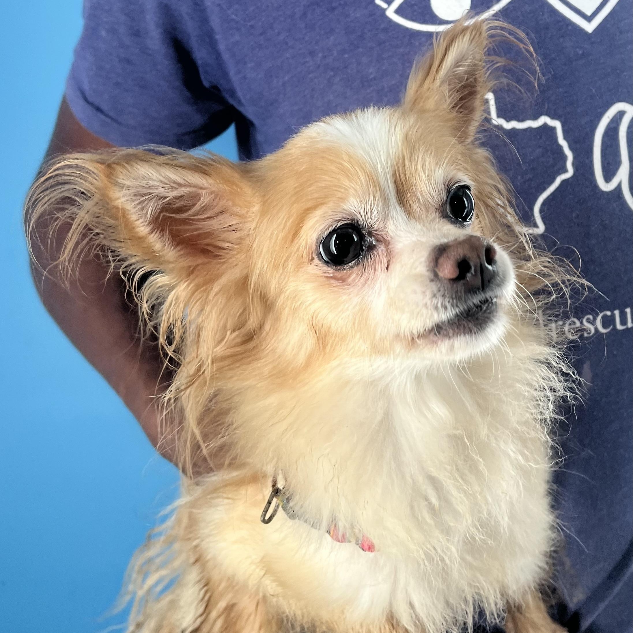 Penny - Local April 10-12, adoptable, Adult Female Chihuahua & Papillon.