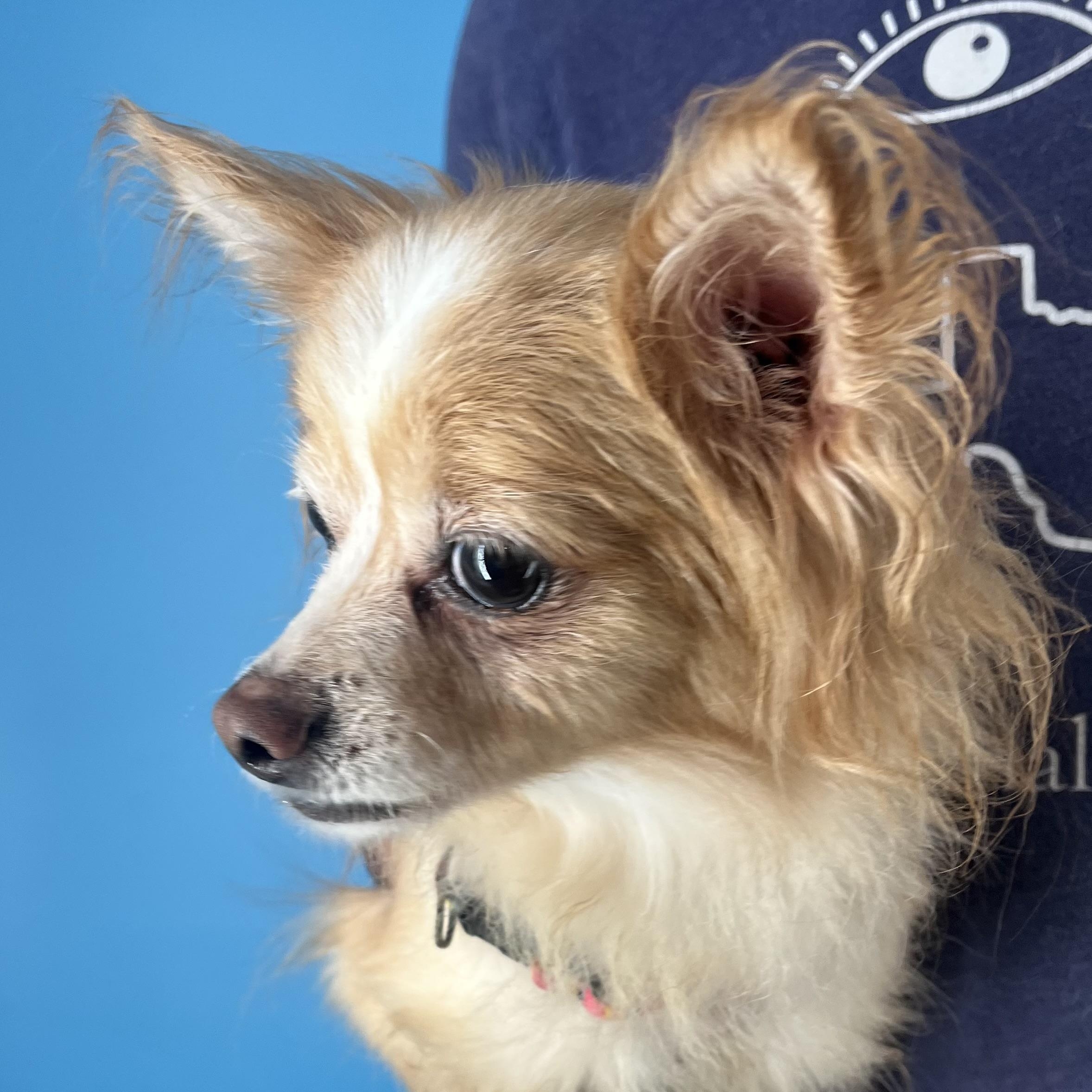 Enlarge Penny - Local April 10-12, an adoptable mixed breed in North Smithfield, RI image 2/6