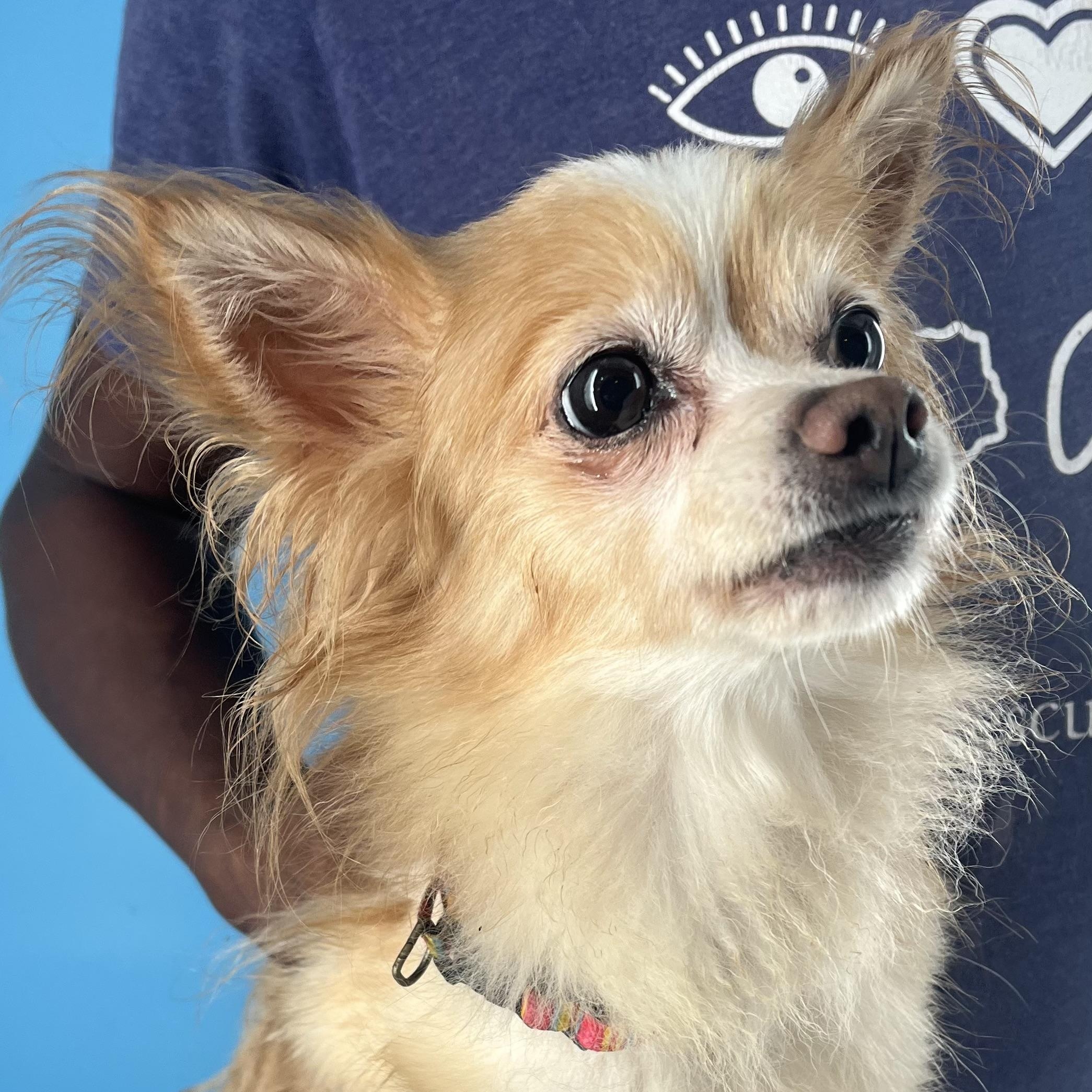 Enlarge Penny - Local April 10-12, an adoptable mixed breed in North Smithfield, RI image 3/6