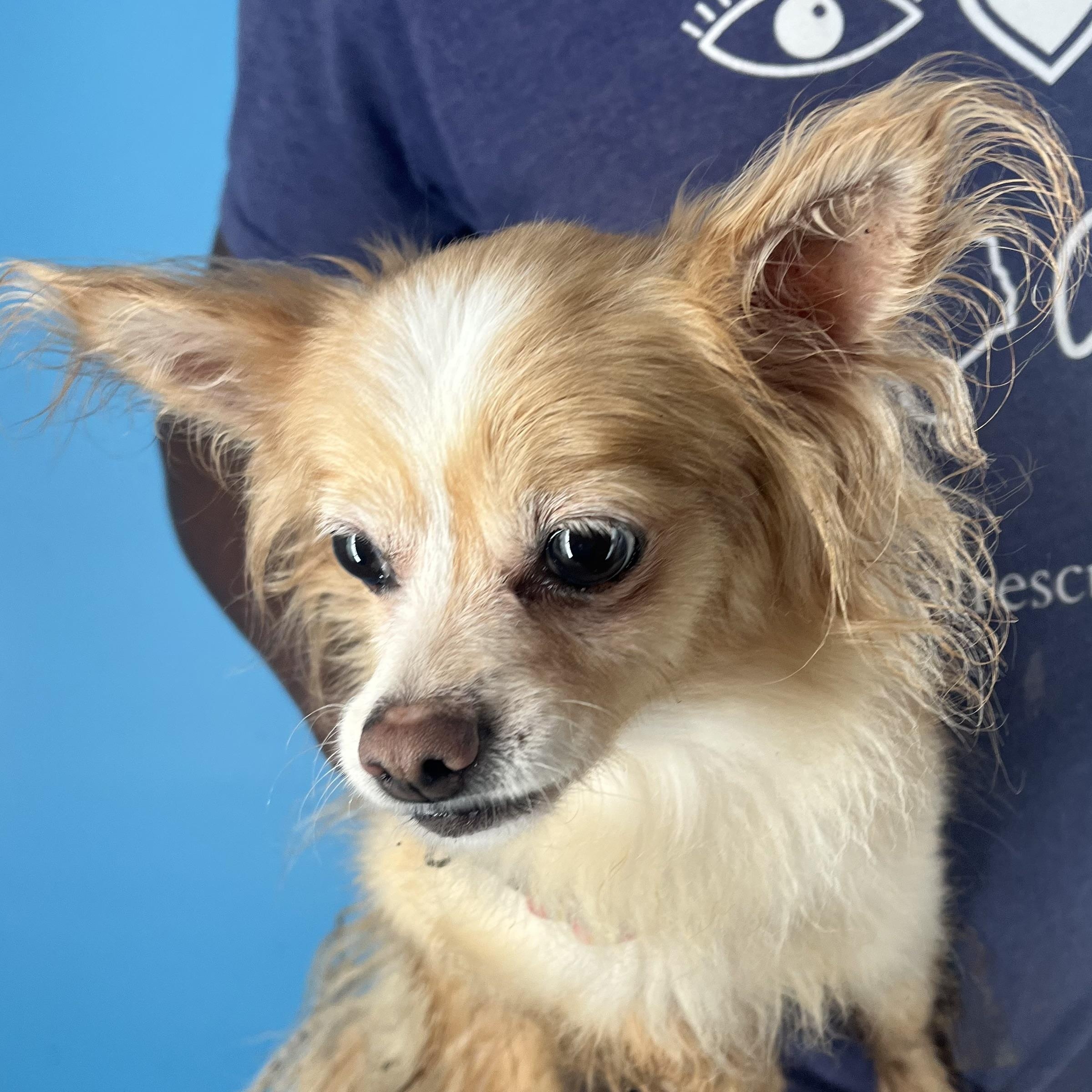 Enlarge Penny - Local April 10-12, an adoptable mixed breed in North Smithfield, RI image 4/6