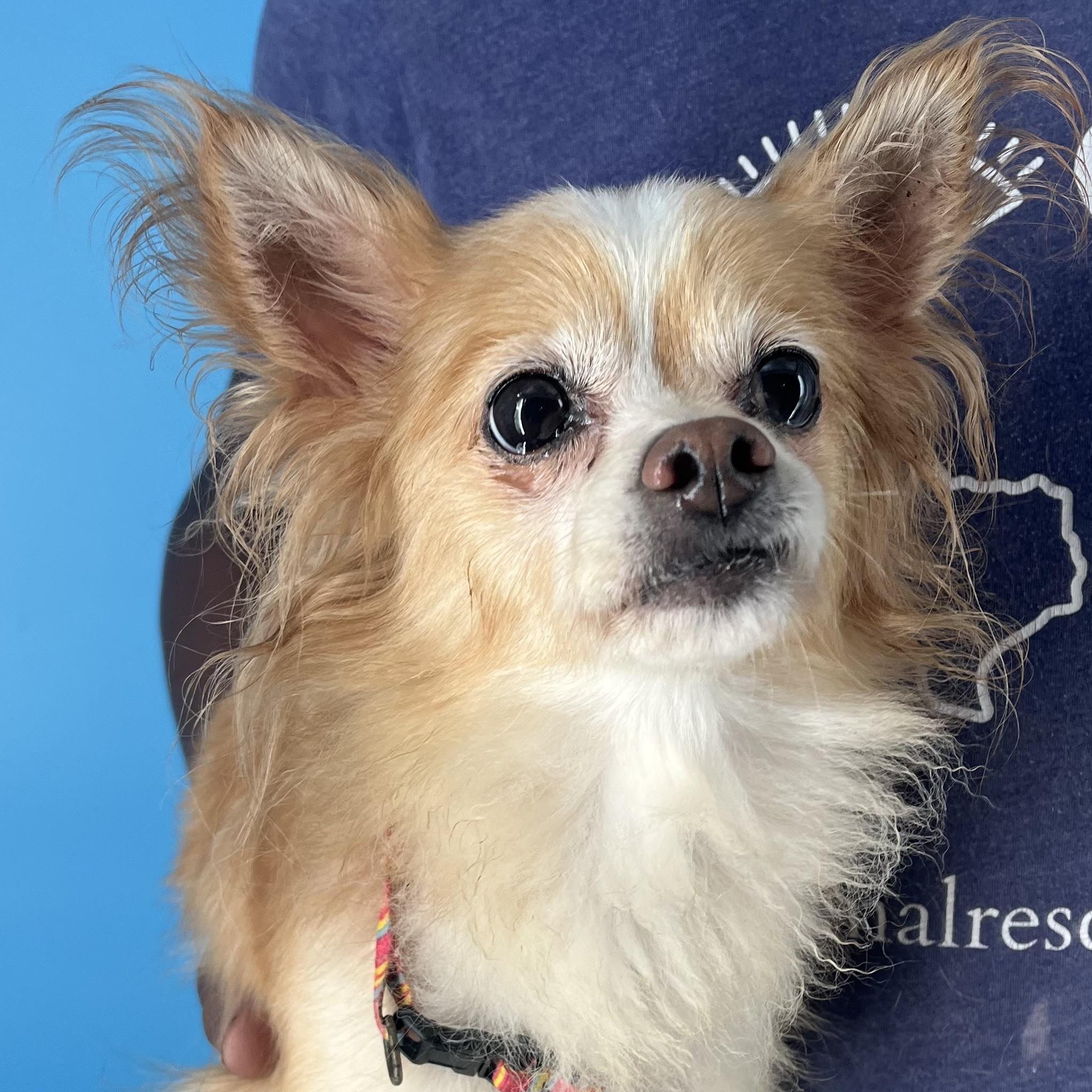 Enlarge Penny - Local April 10-12, an adoptable mixed breed in North Smithfield, RI image 5/6