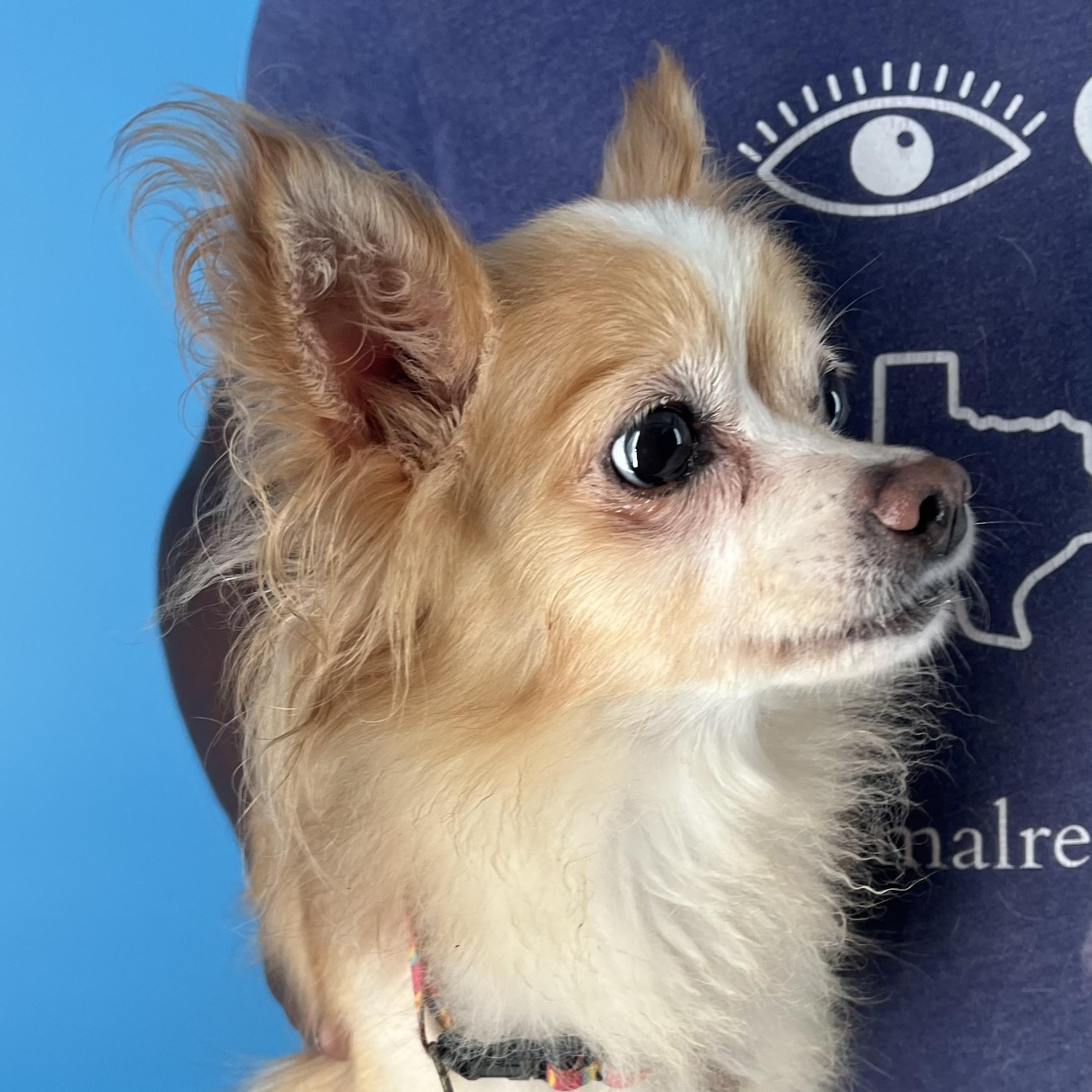 Enlarge Penny - Local April 10-12, an adoptable mixed breed in North Smithfield, RI image 6/6