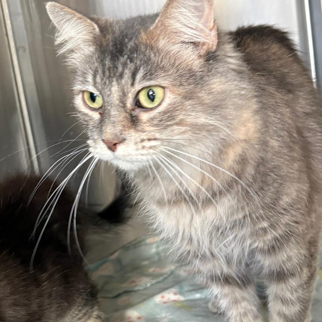 Enlarge Mistletoe, a Adoptable Domestic Medium Hair in Tulsa, OK image 1/1