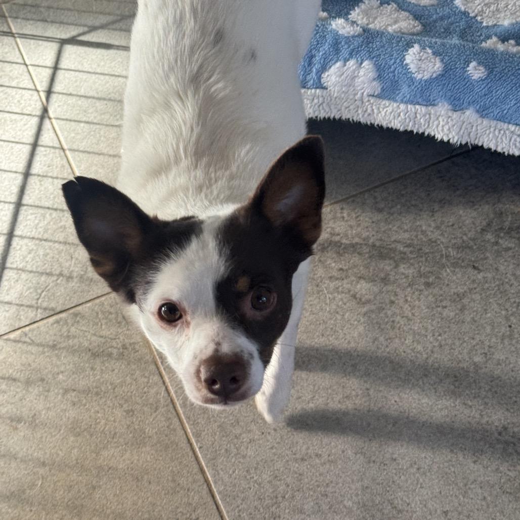 Jack, Adoptable, Adult Male Terrier & Chihuahua.