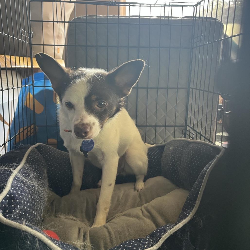 Enlarge Jack, a Adoptable mixed breed in Cashmere, WA image 2/4