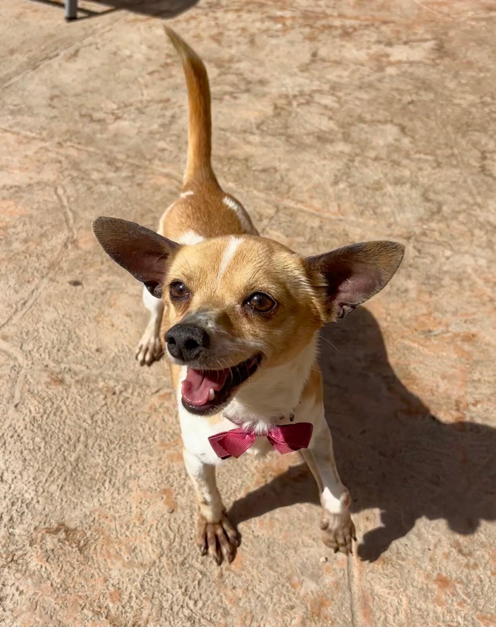 Ginger, Adopted, Adult Female Chihuahua.