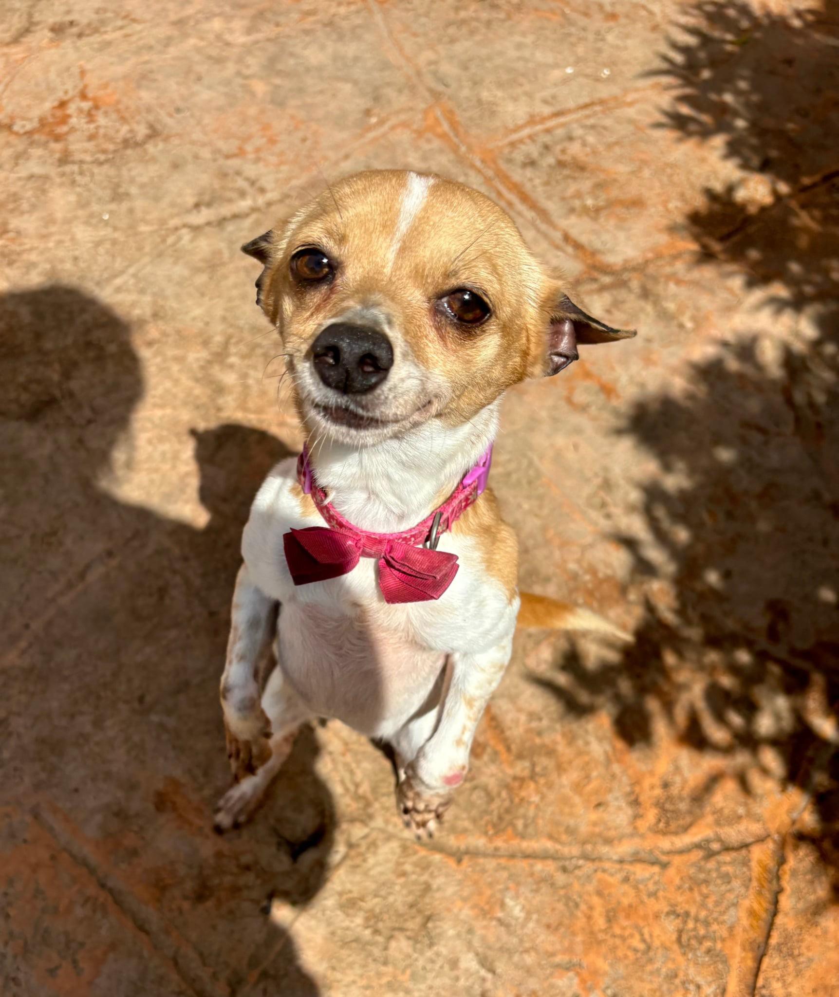 Ginger, a Adopted Chihuahua in Toms River, NJ image 2/5