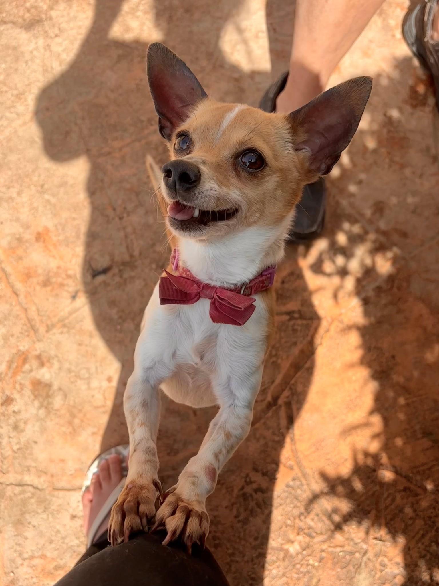 Ginger, a Adopted Chihuahua in Toms River, NJ image 3/5
