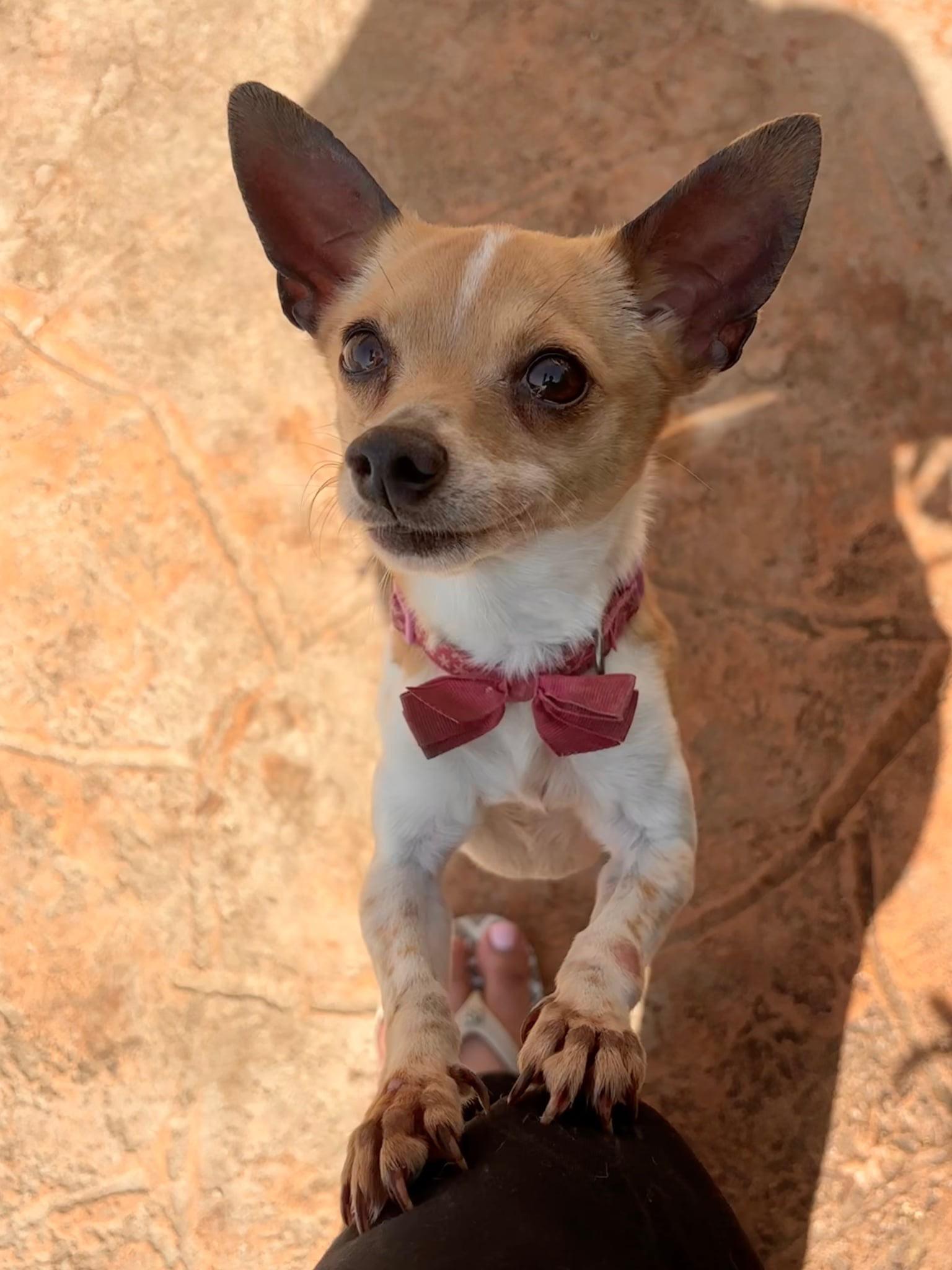 Ginger, Adopted, Adult Female Chihuahua.