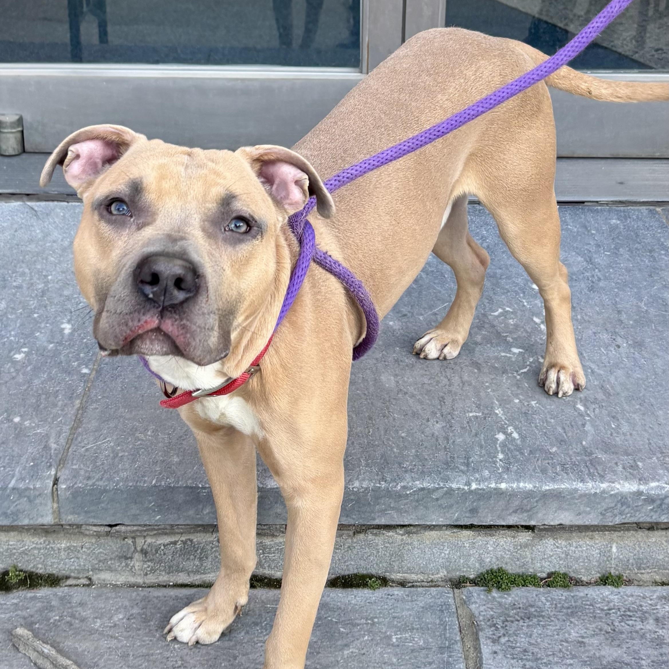 Baloney Tony — thumbnail 2