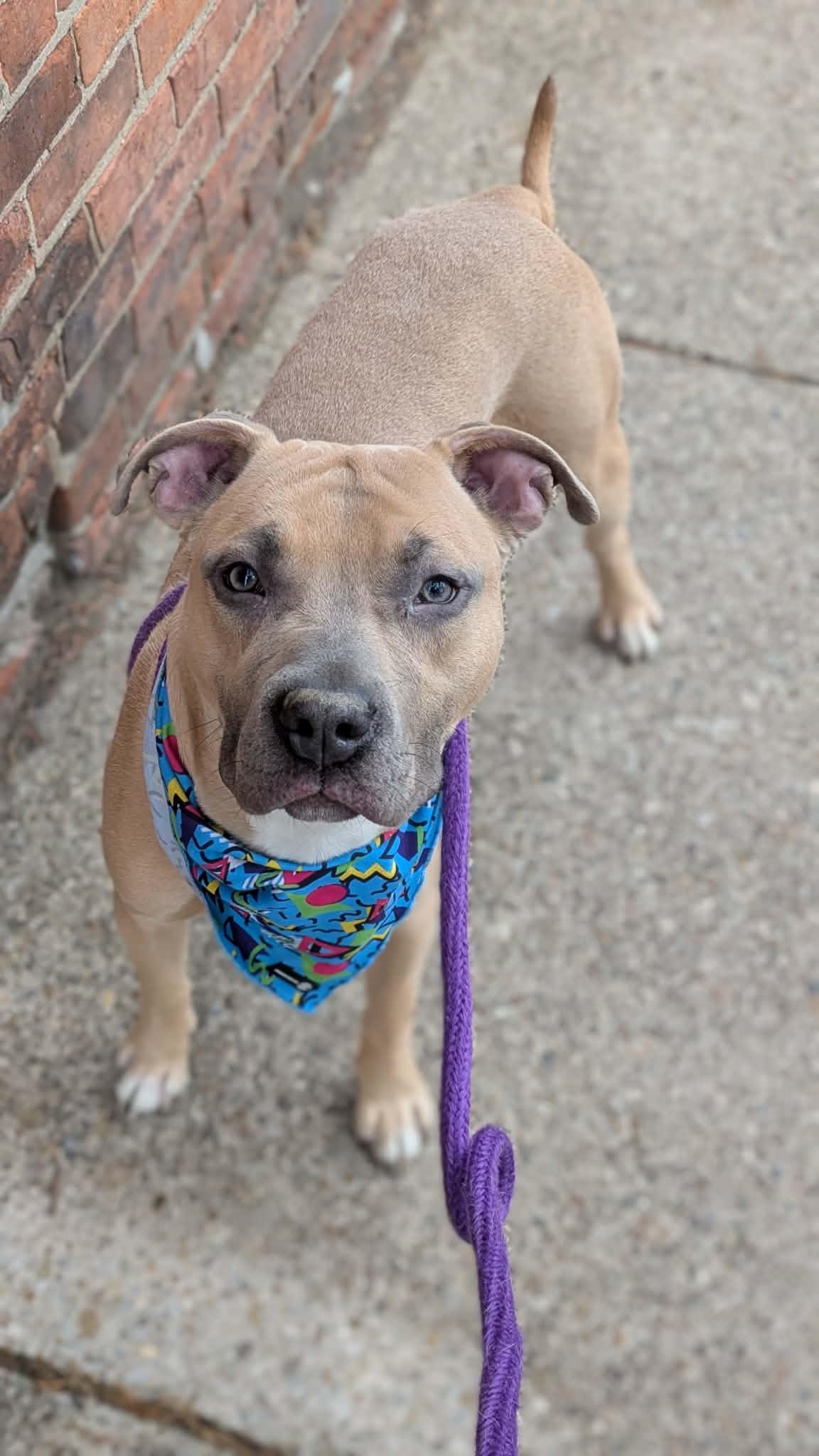 Baloney Tony — thumbnail 4