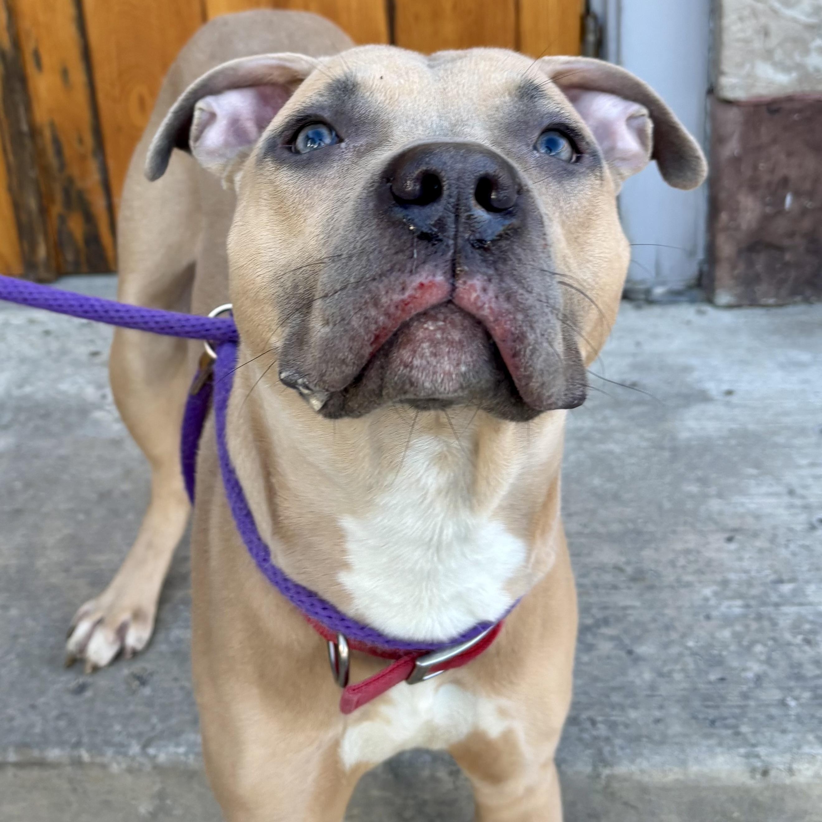 Baloney Tony — thumbnail 5