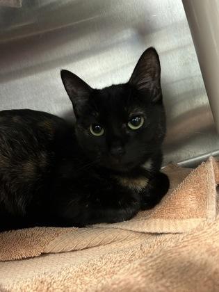 Carmen, a Adoptable mixed breed in Scotia, NY image 1/2